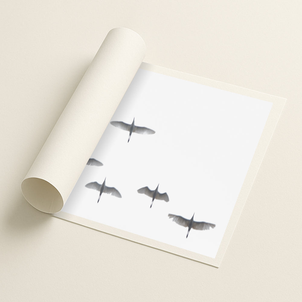 Flight in white