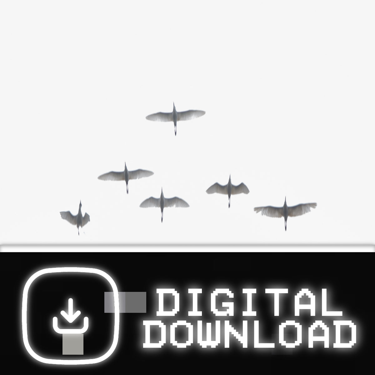 Flight in white- Digital
