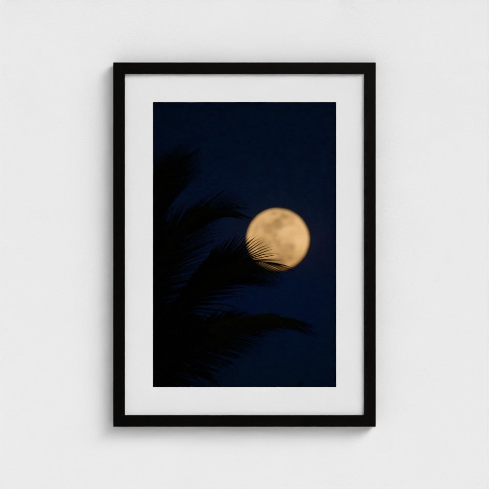 Palm & Moon