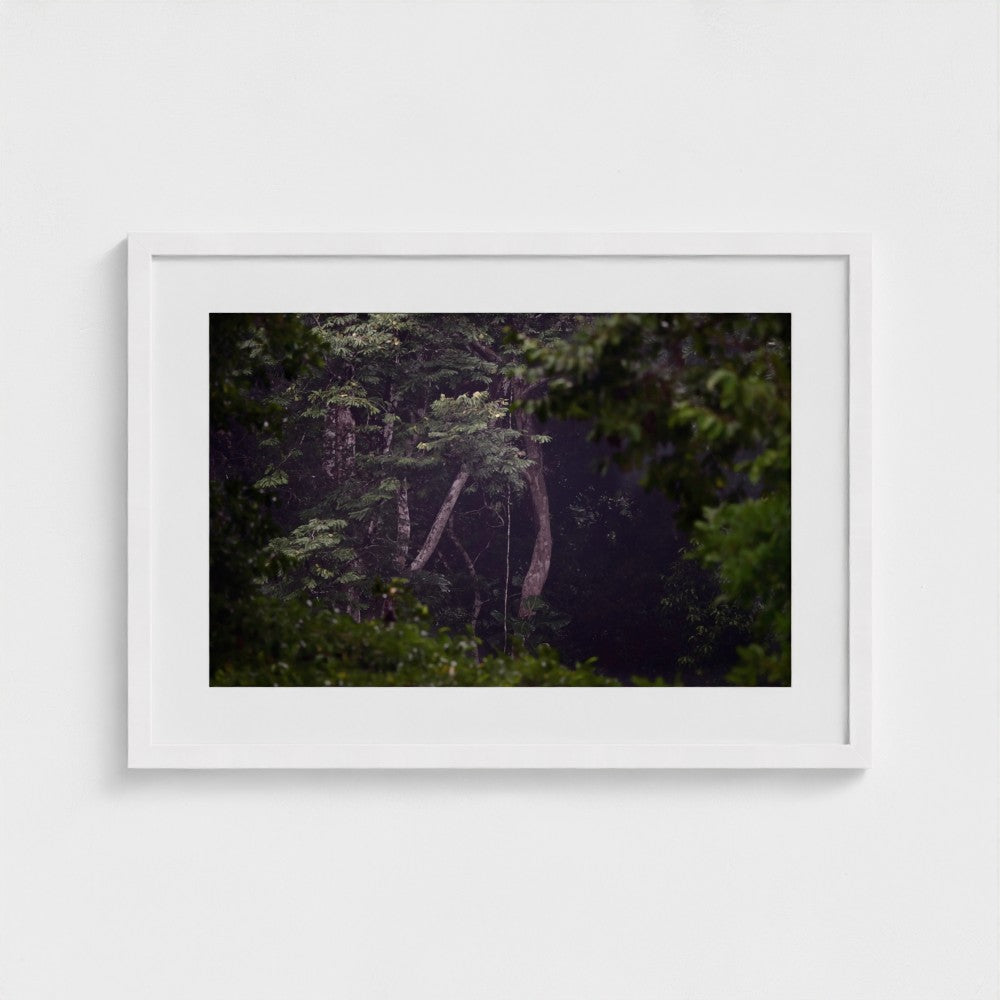 Through the Canopy