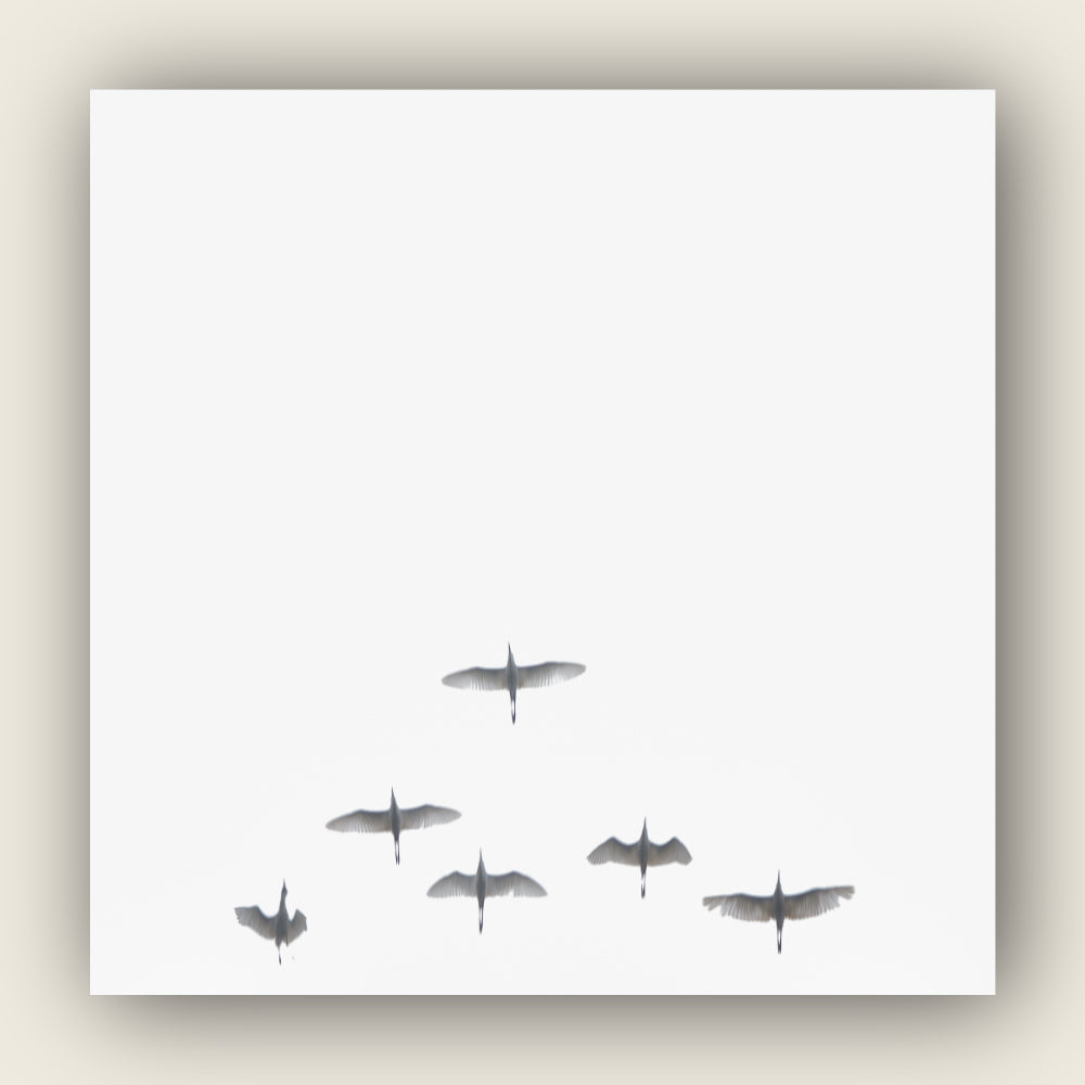Flight in white