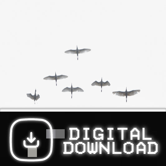 Flight in white- Digital