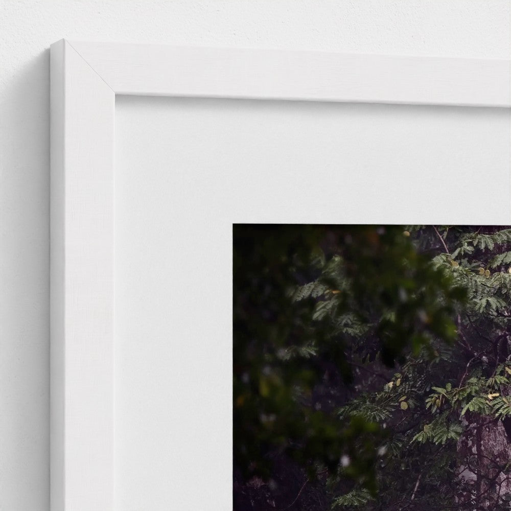 Through the Canopy - Framed