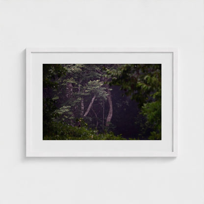 Through the Canopy