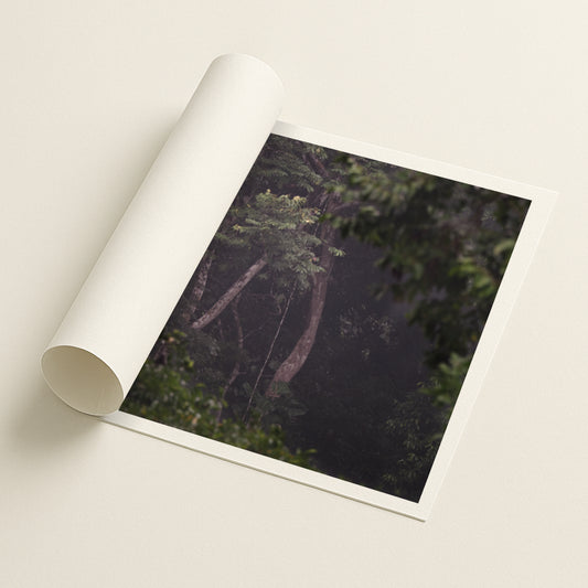 Through the Canopy - Printed