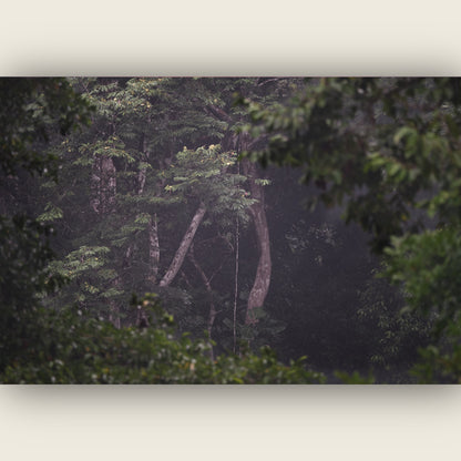 Through the Canopy