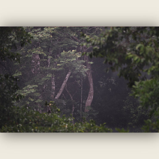 Through the Canopy