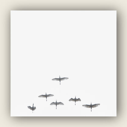 Flight in white