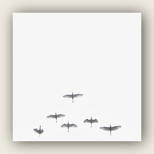 Flight in white